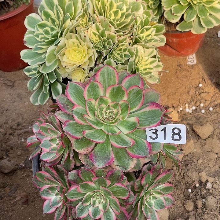 无花朵318组合无售后植物