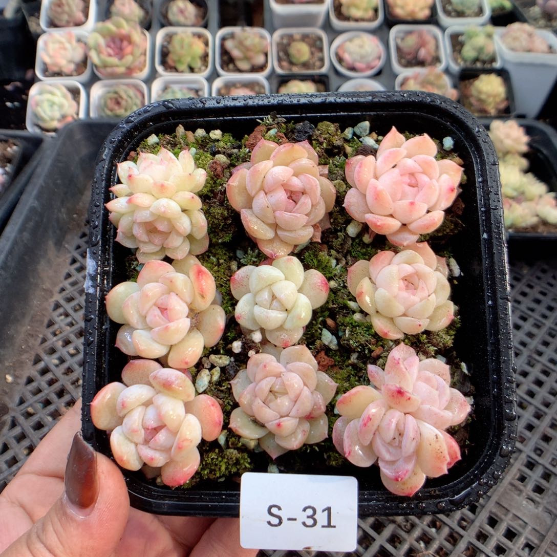 无花朵S31英语英语