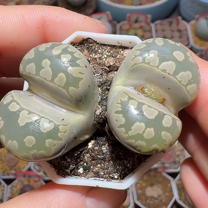 生石花111122。  259