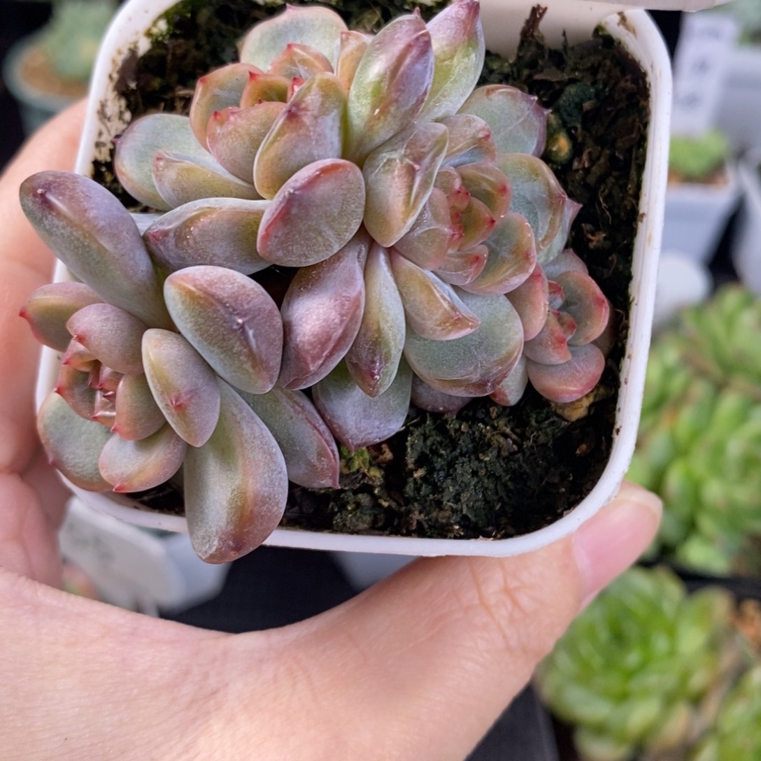 红恋四头裙一颗57号