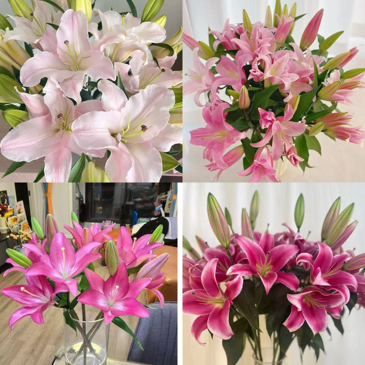 【粉色香水百合10头】  任意2单升级顺丰冷链/德邦空运
