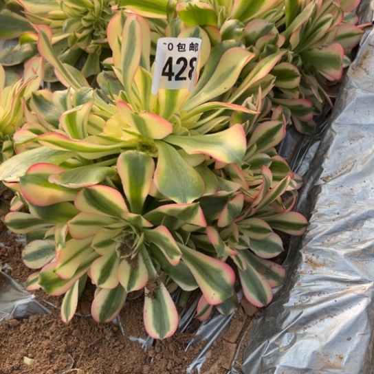 428香妃法师不包断枝