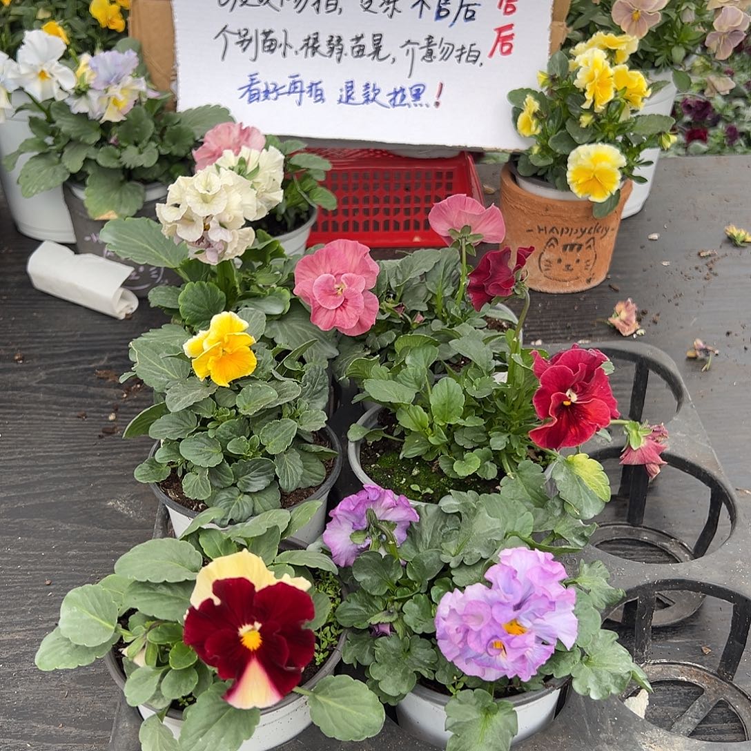 大部分花苞少量开放324号