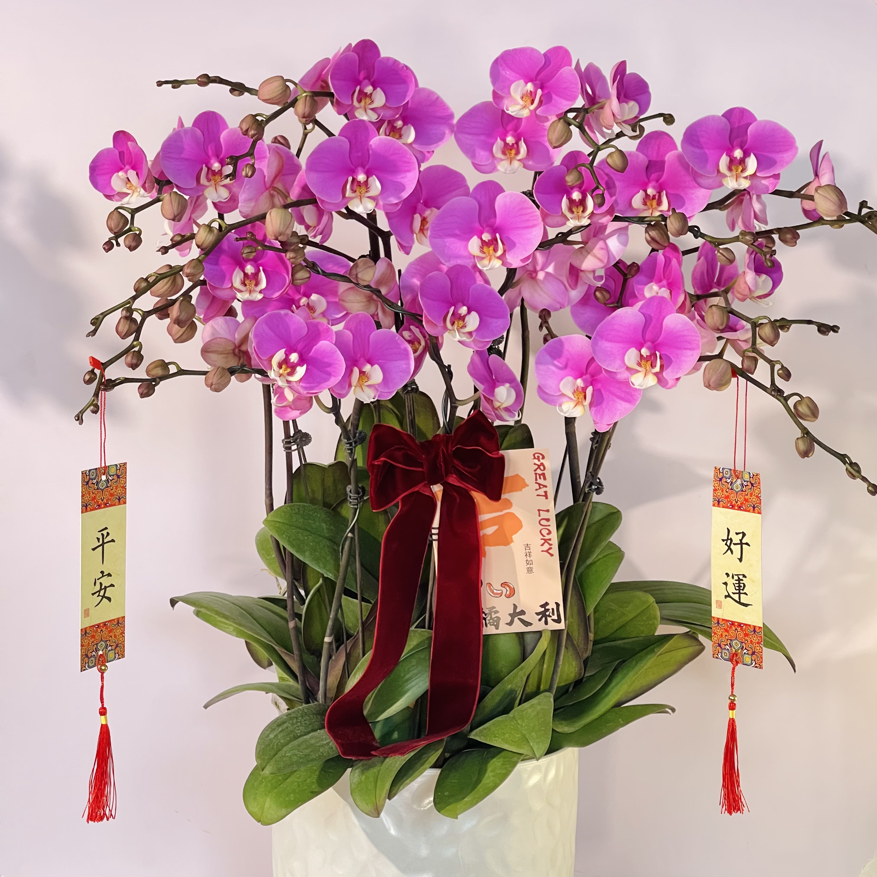 经典年宵花 【大安娜】浪漫樱花粉 气质优雅 送礼乔迁