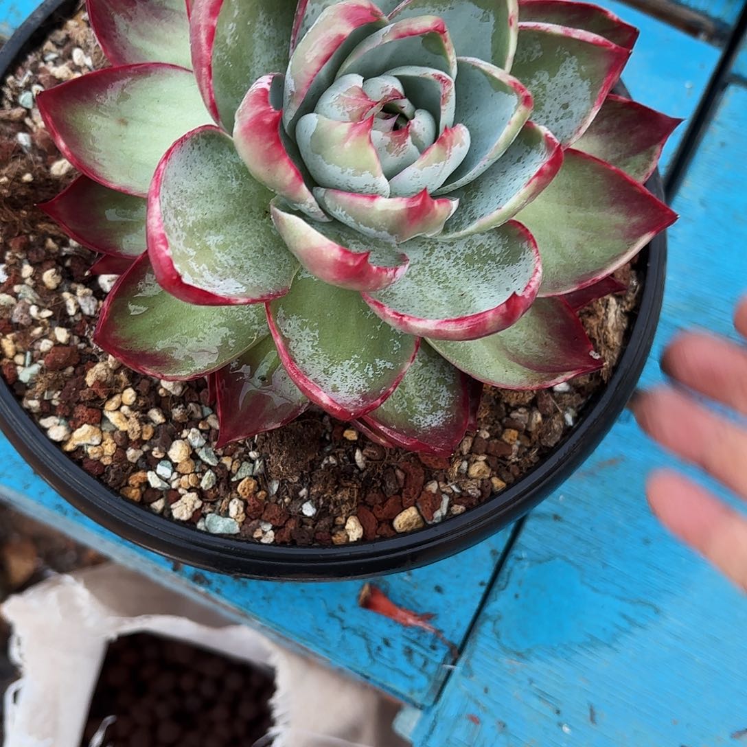 7***妹无花朵惊鸿仙子15公分