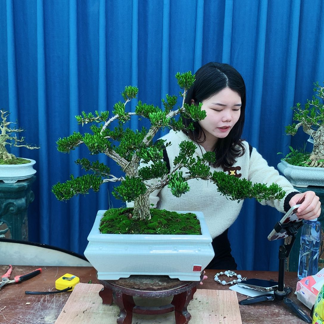 黄杨盆景一物一拍花*娘