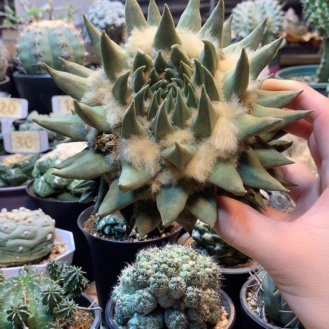 大龙芽牡丹苗接没根                