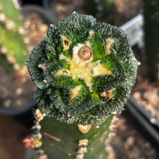 园艺仙人球/牡丹/辛顿/p19