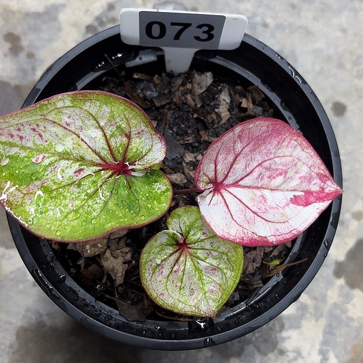 73-0215彩叶芋广东现货