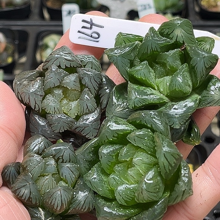 164冰灯+夏沫+龙爪+龙鳞（裸根发）