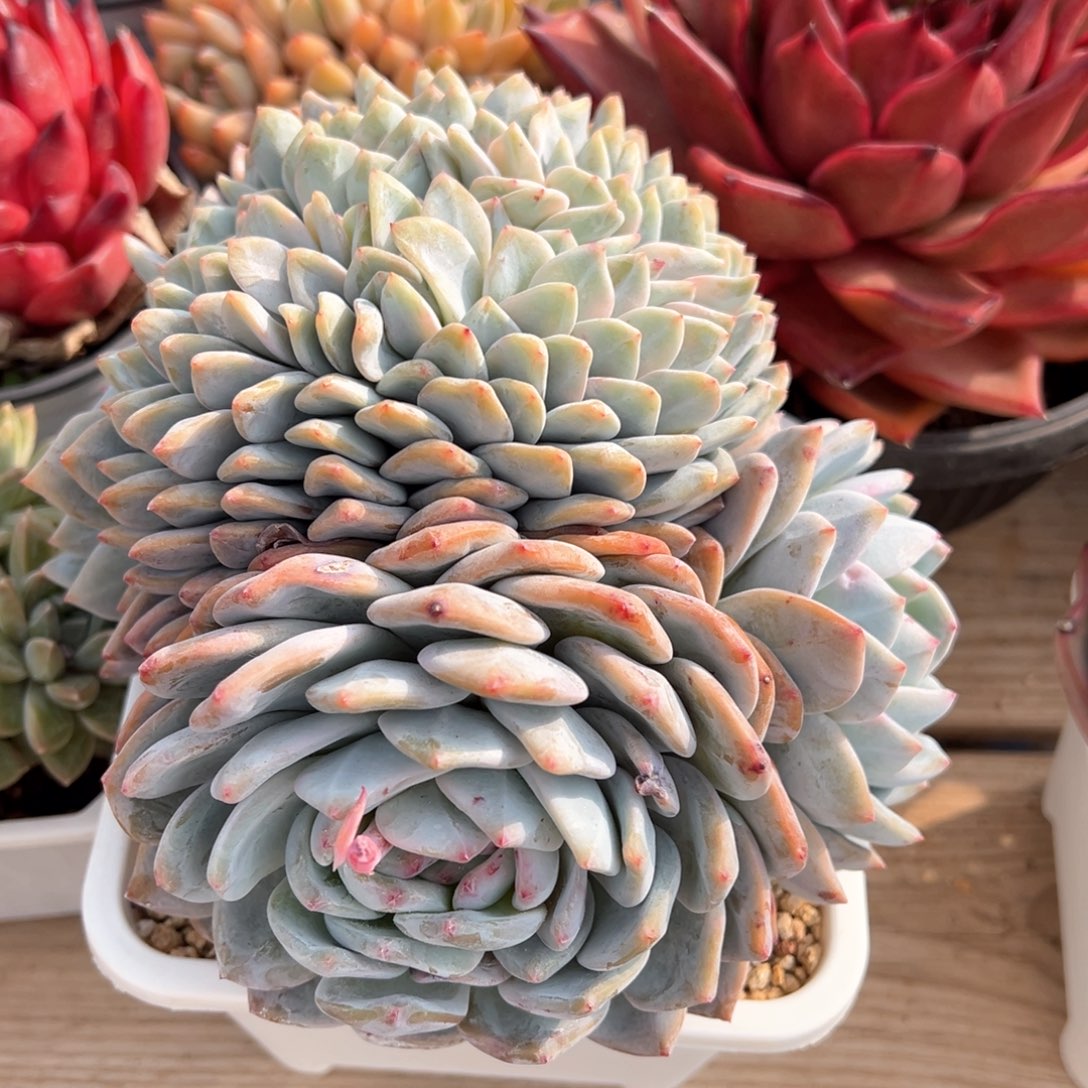 星影朵朵缀化多肉植物