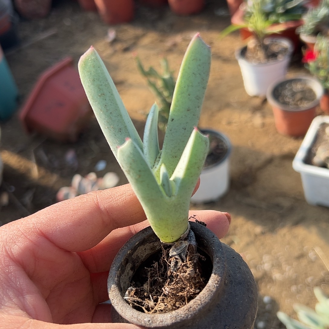 多肉植物兹光双头