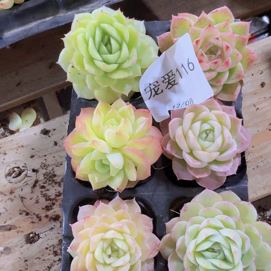 直播福利一物一拍116