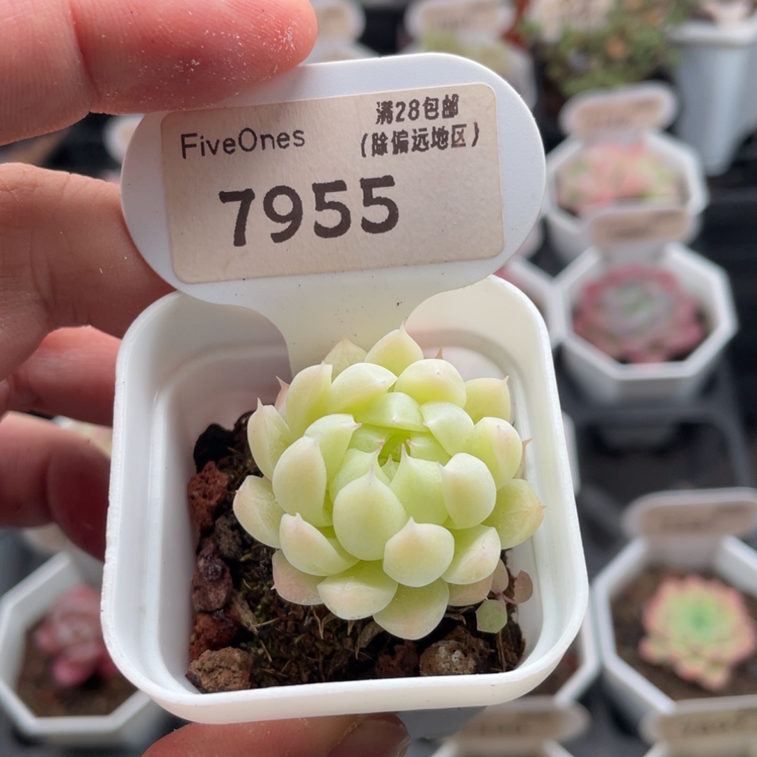 麦秆7955-3.5厘米