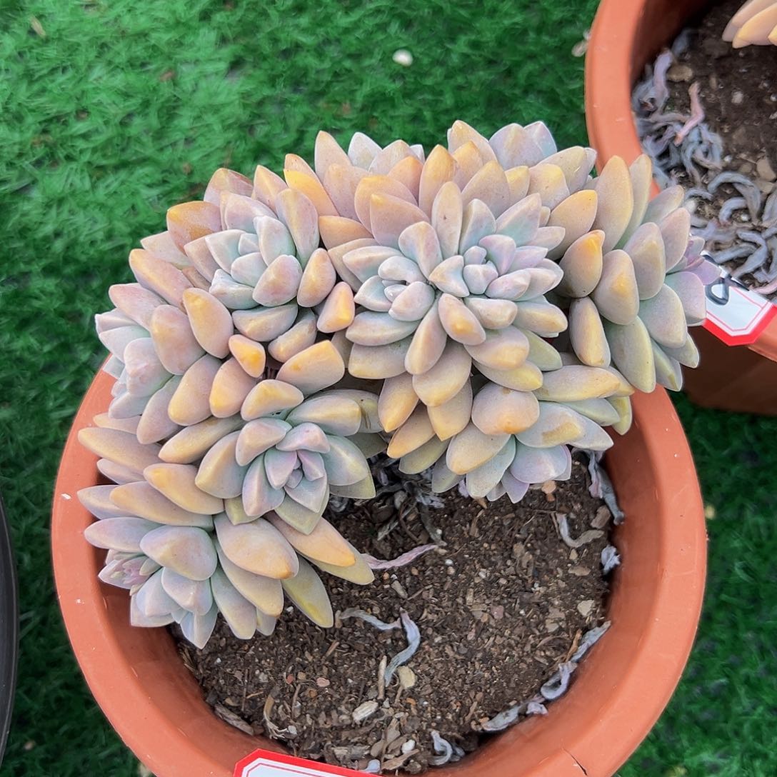 淡雪朵朵缀化309        