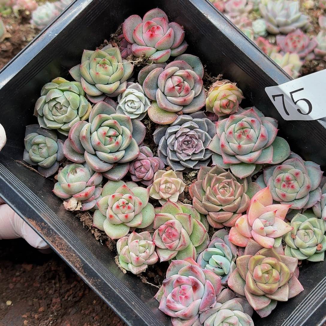 多肉植物多肉植物75