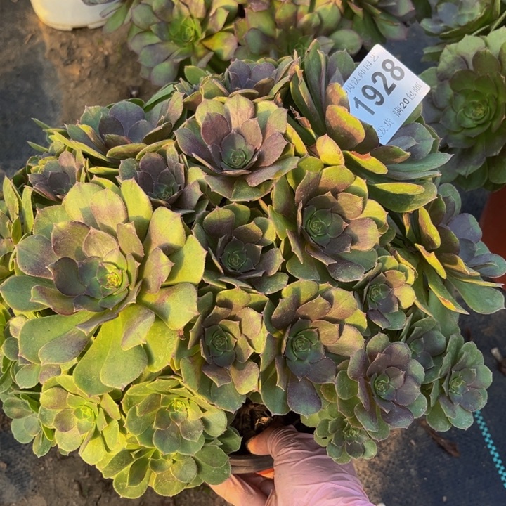 1928 多肉法师不包断枝