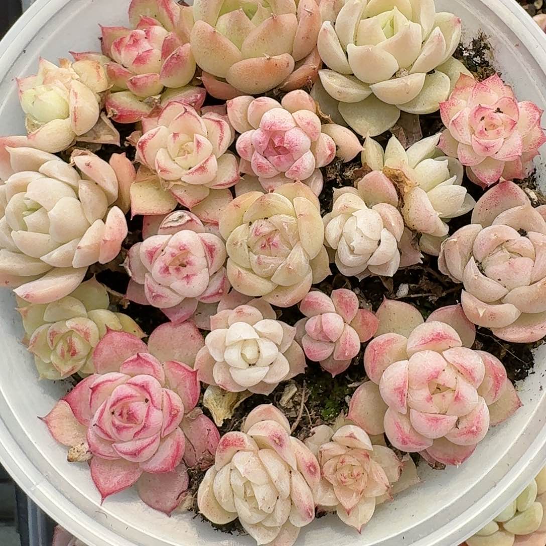 杂交新品珍妮多肉120