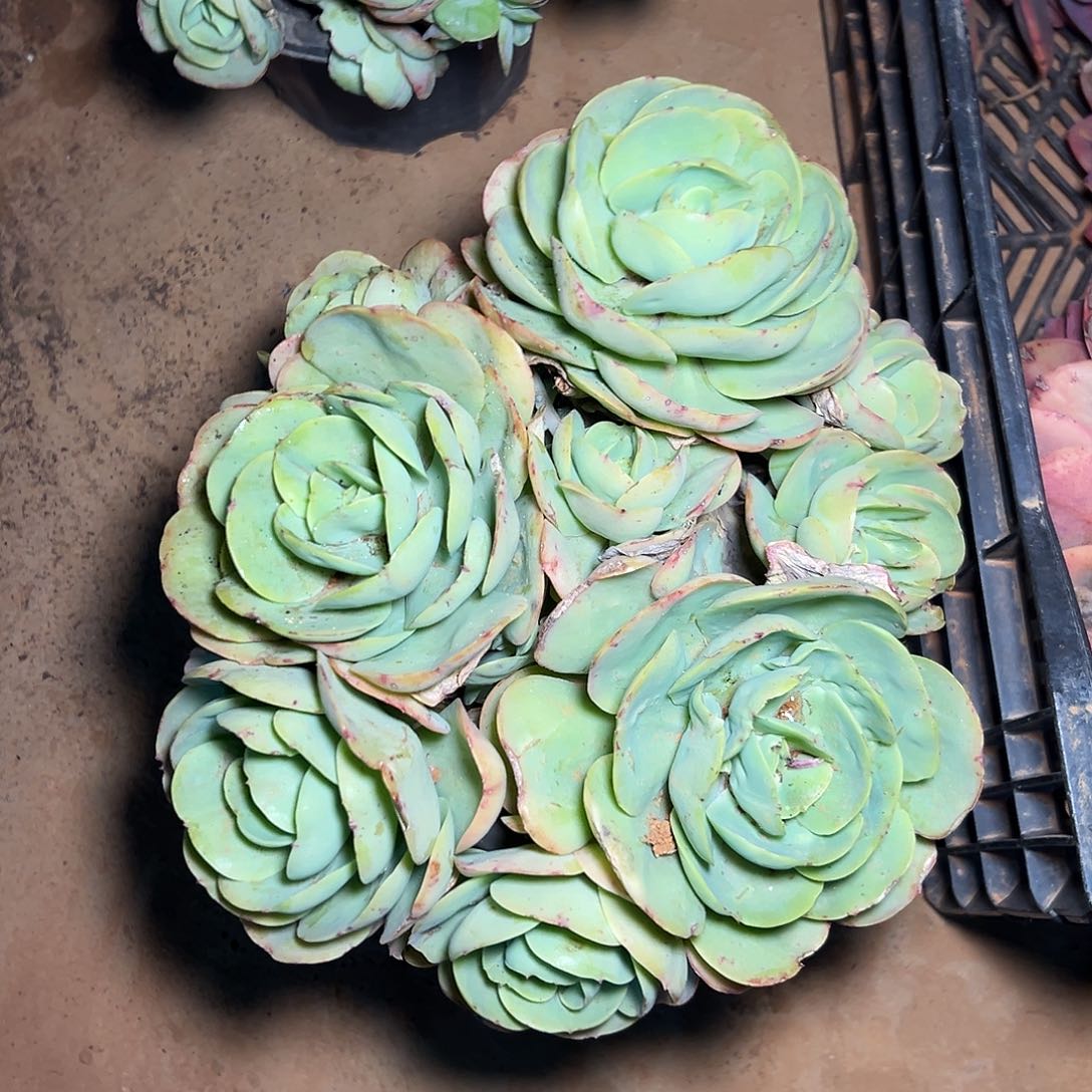 碧桃多肉 一棵发货