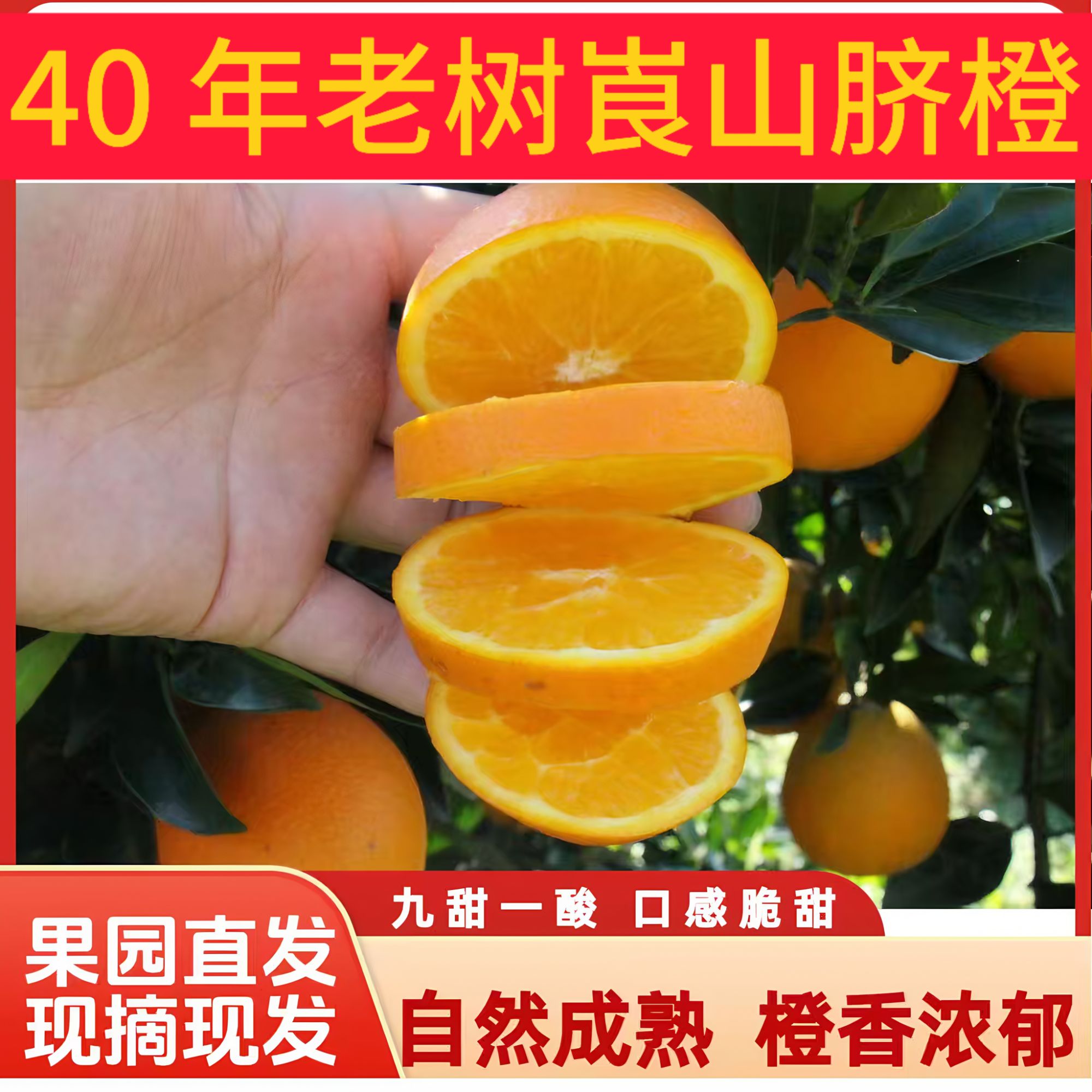 【果园现摘现发】脆甜崀山橙子5斤/10斤当季新鲜水果产地直发