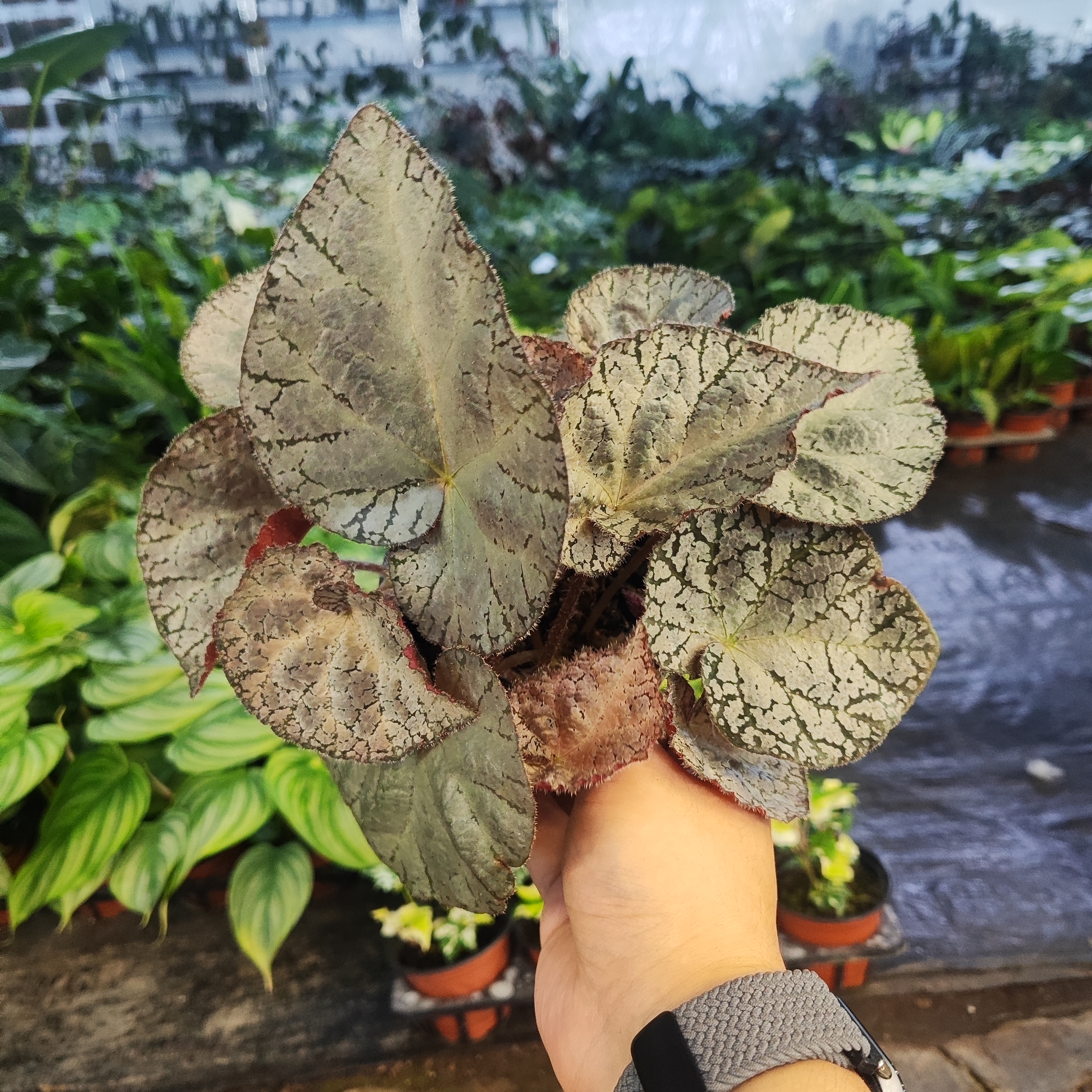 海东青秋海棠室内植物趣味桌面绿植盆栽观叶植物阳台办公室