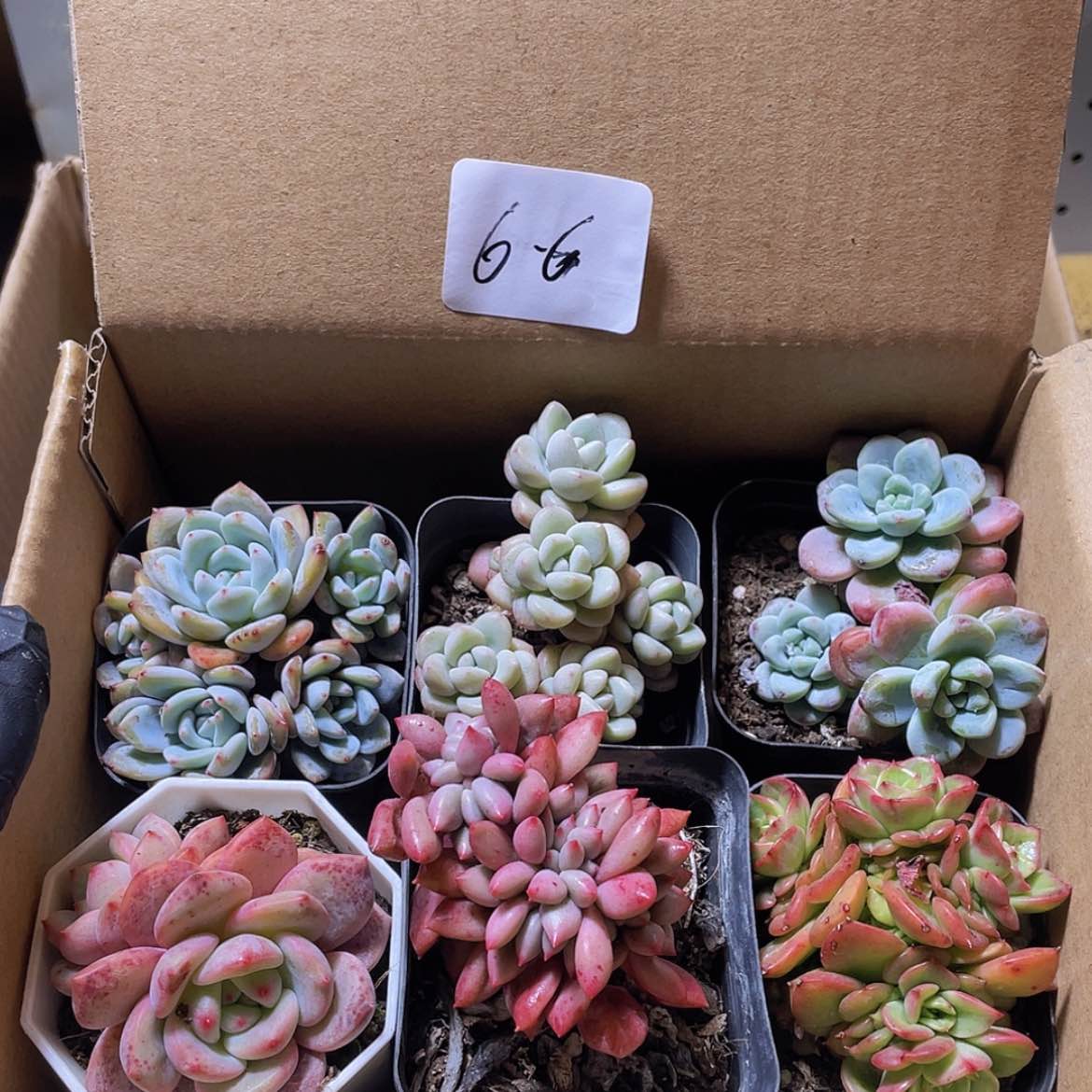 【闪购商品】6颗-6