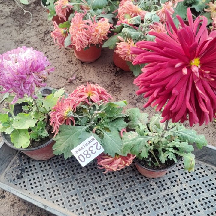 完全开放无售后土球发货老根剪花发货一物一拍2380