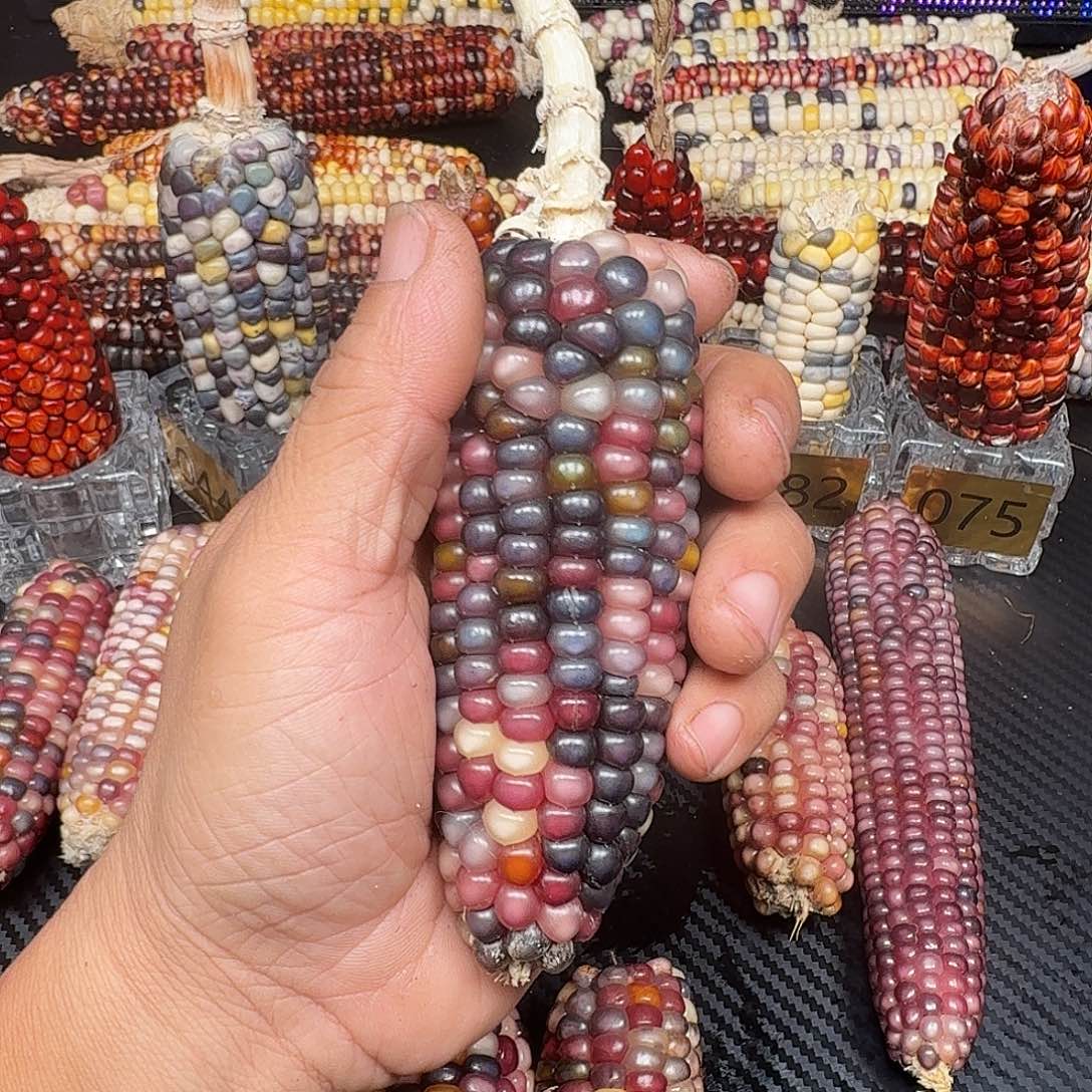 尘***、大叶紫檀（黑酸枝木类）