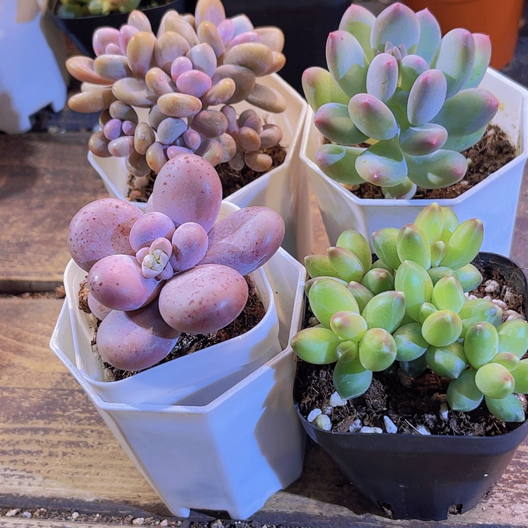 奶酪。苹果奶。桃蛋。千代田