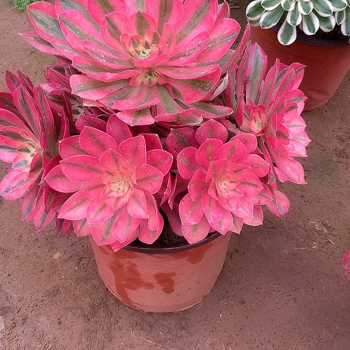 多肉法师法师多肉176