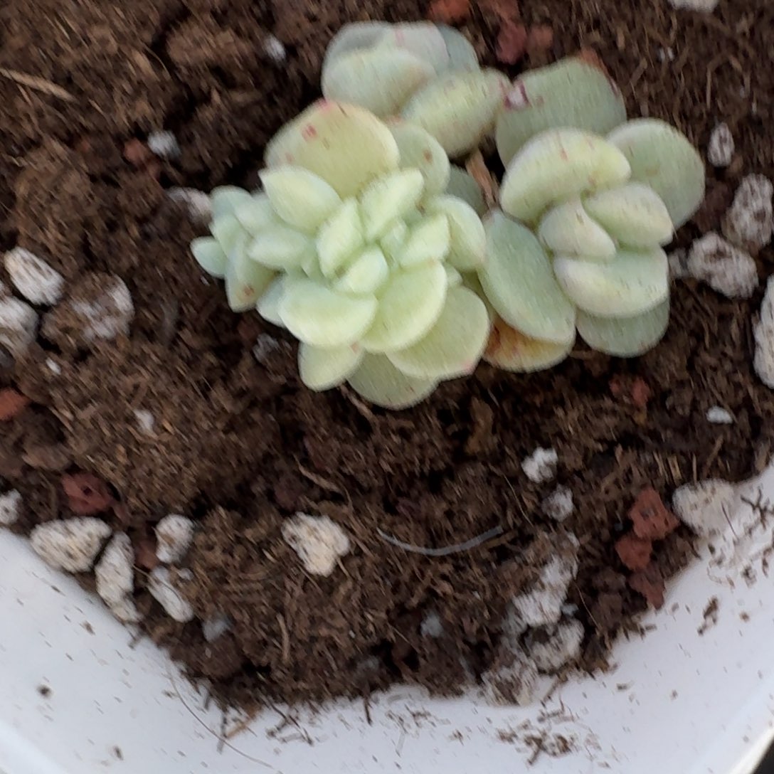 沫****一物一拍不退不换