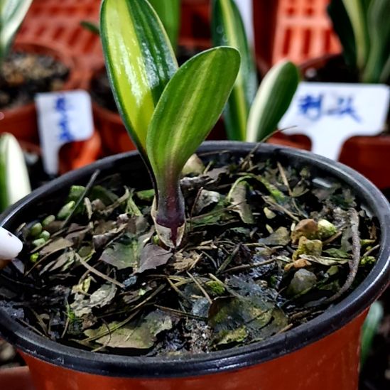 好***人君子兰一物一拍谢谢