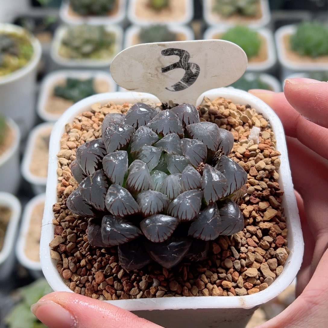 紫姬冰灯玉露多肉植物