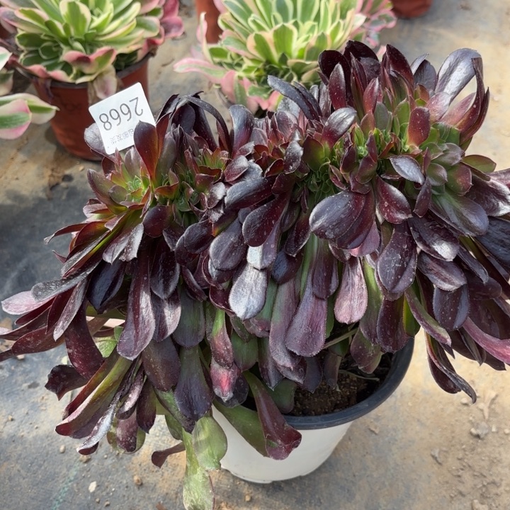 欧紫坠多肉法师2668