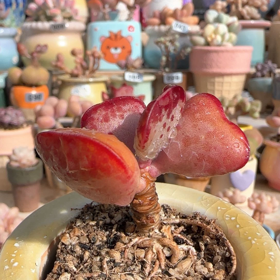 优选 爱心 一物一拍