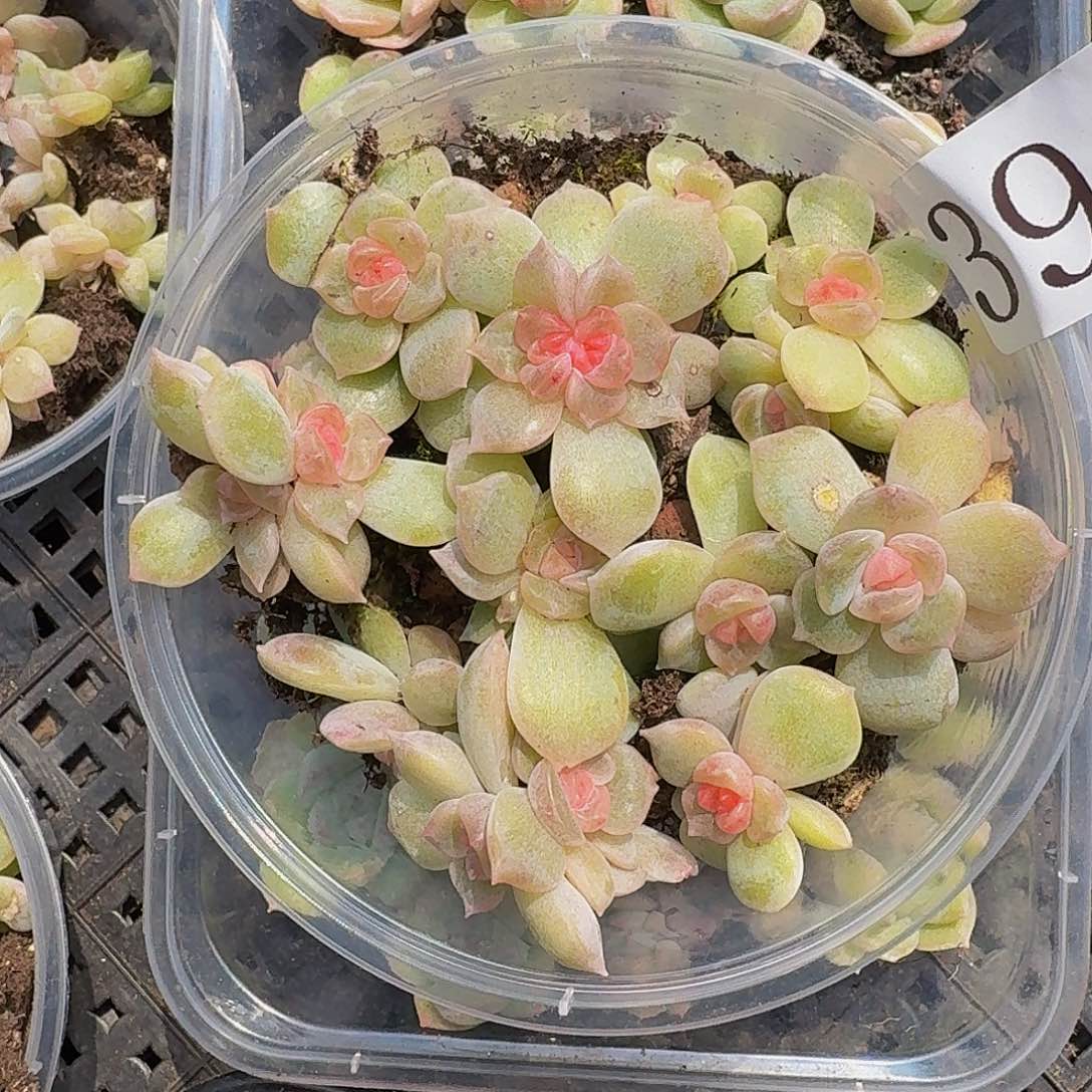 多肉植物多肉植物399 