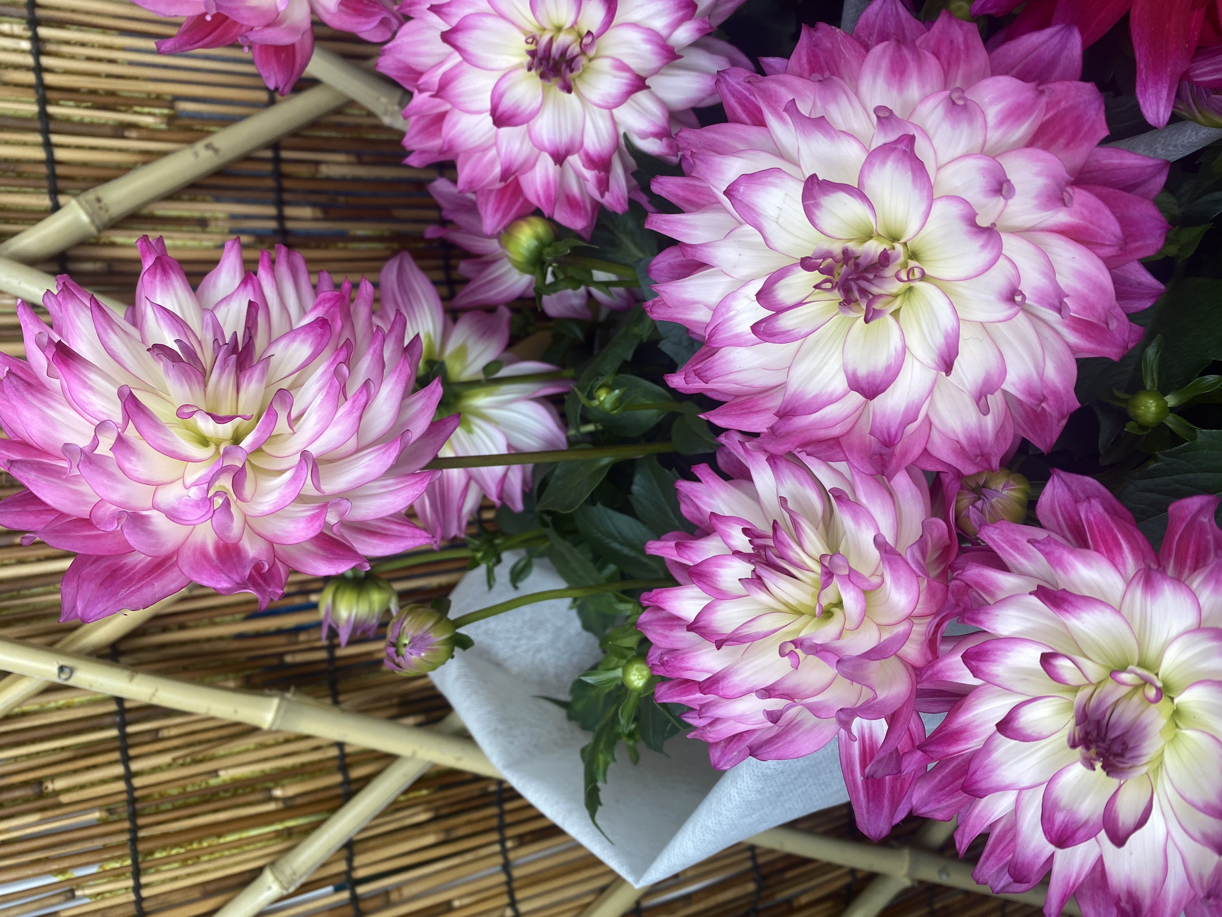 大丽花颜色艳丽花期长种球花卉走廊阳台庭院开花植物