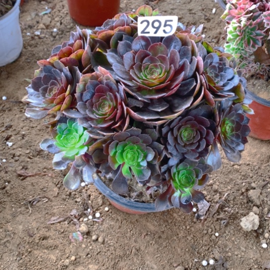 无花朵295多肉植物黑魔