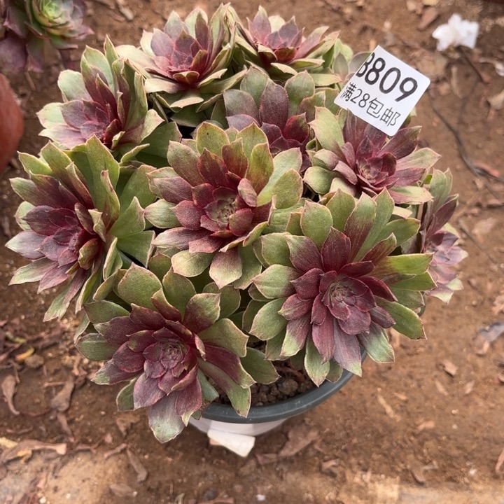 红丝绒多肉处理不包断头809