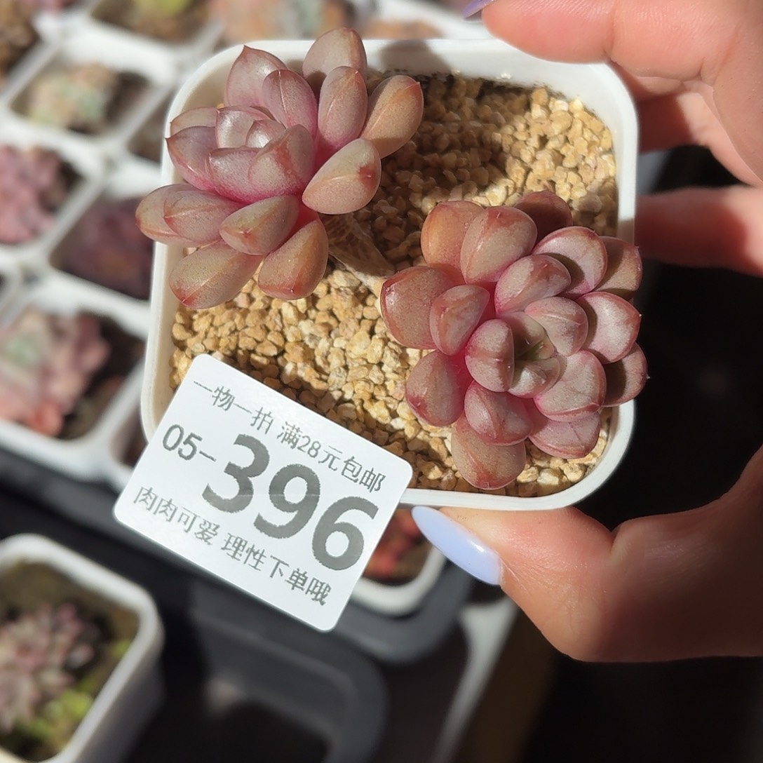 葡萄无盆土发货无