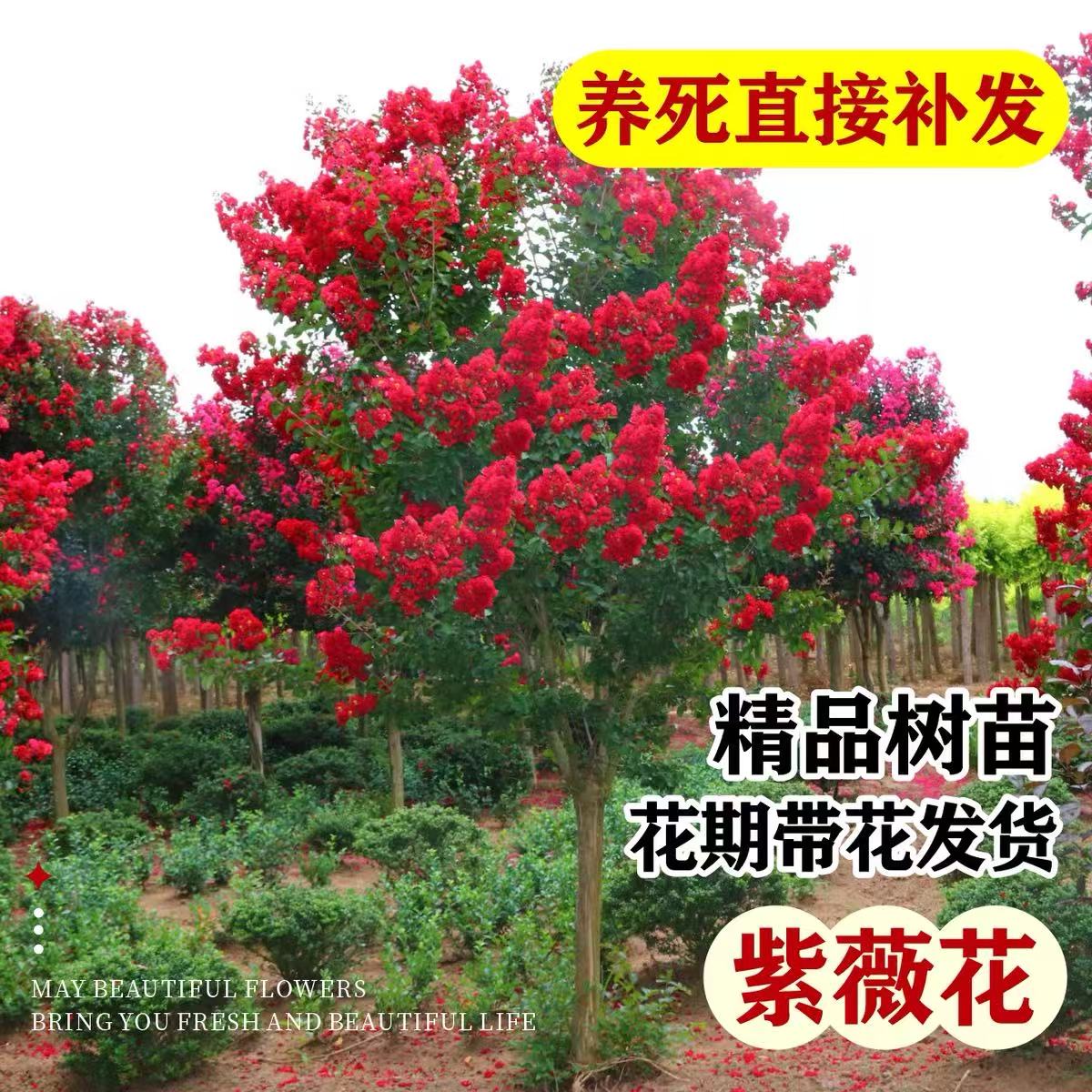紫薇花红火箭天鹅绒庭院花园室内外别墅抗寒耐热百日红绿化盆栽