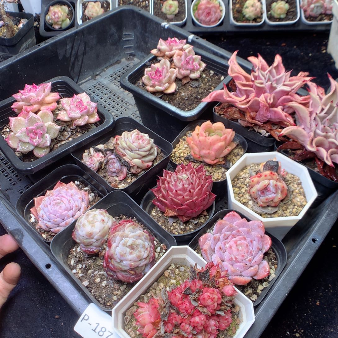 无花朵P187。 yyyyyyyyy