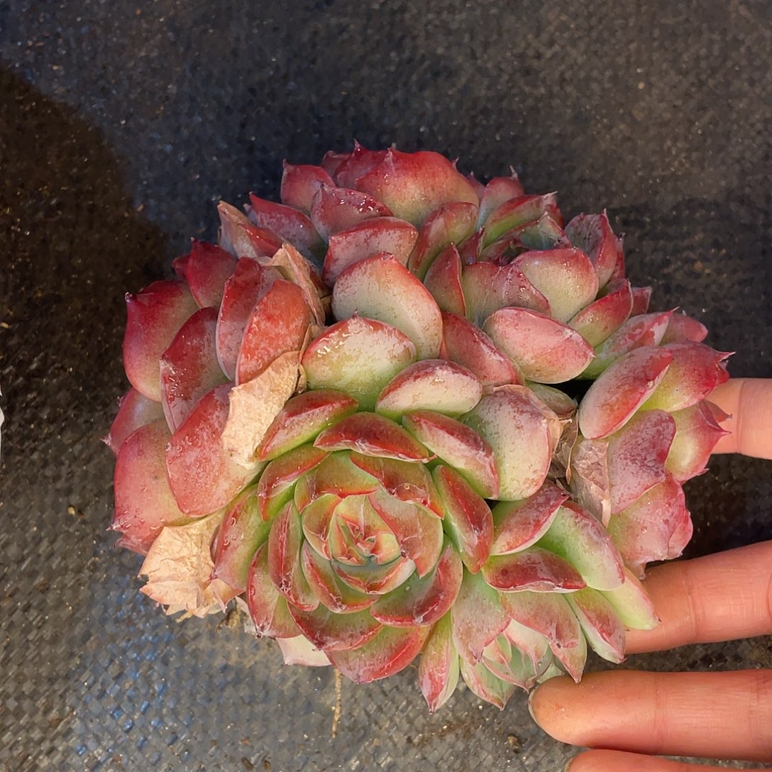 侧影石化一物一拍28包邮非偏远