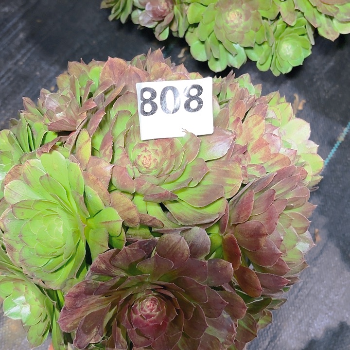 【闪购商品】808花月夜2-8