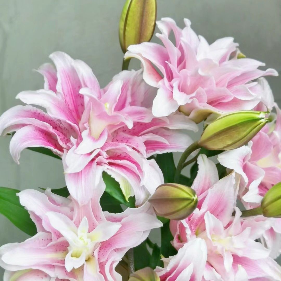 云南昆明基地直发百合花束真花水养家用插花速递同城