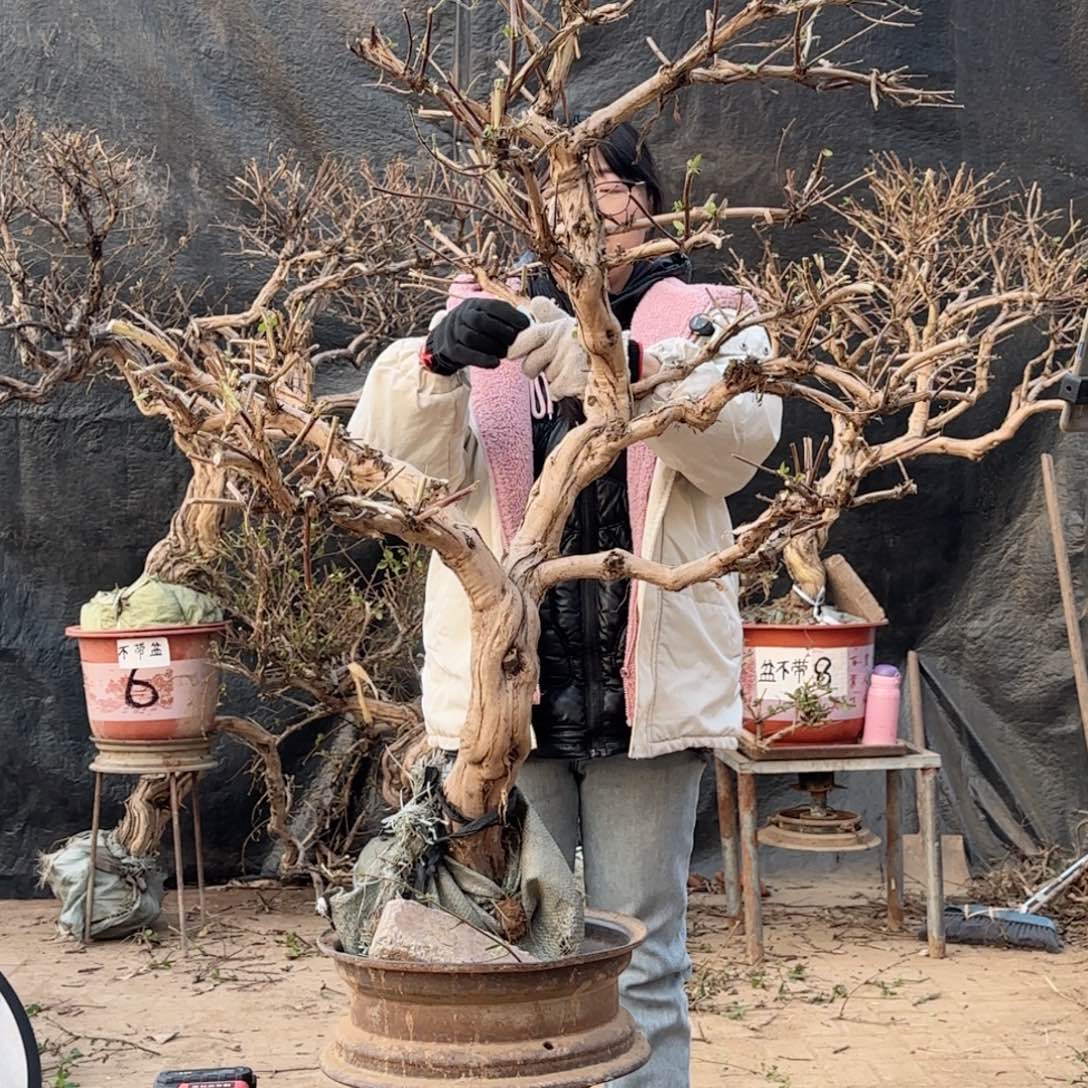 远***山金银花金银花金银花金银花