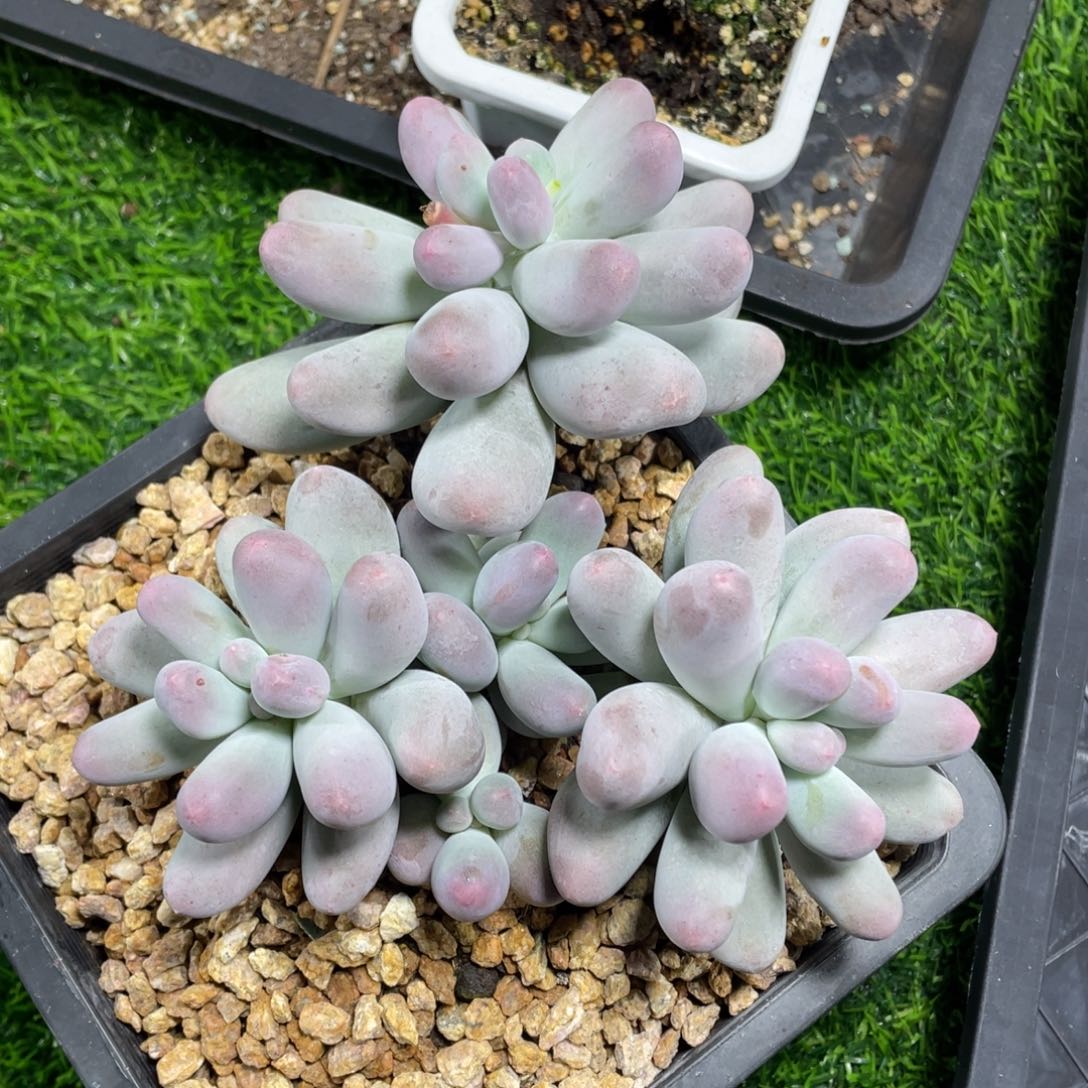 5头米可奶酪多肉植物