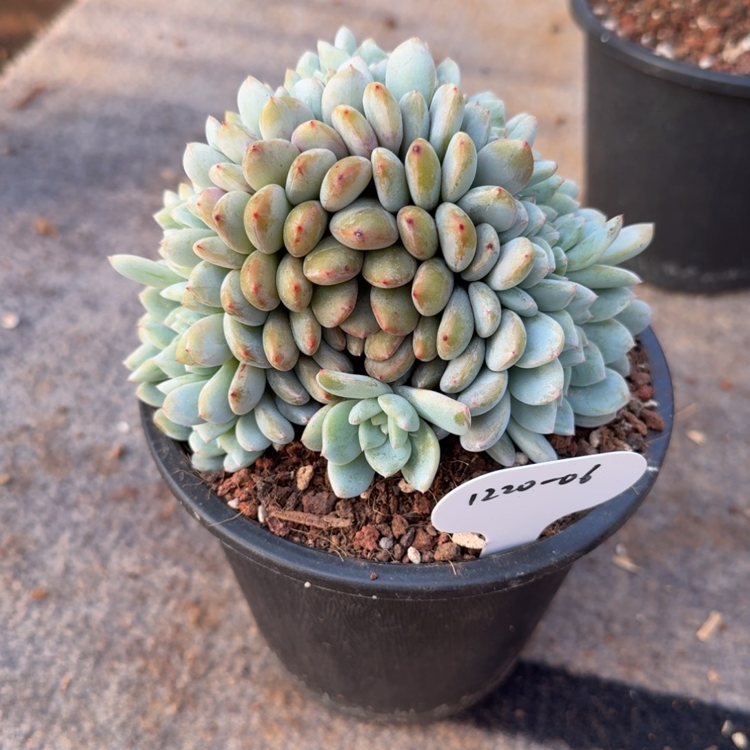 撩***卿1220-06星影缀化中一颗