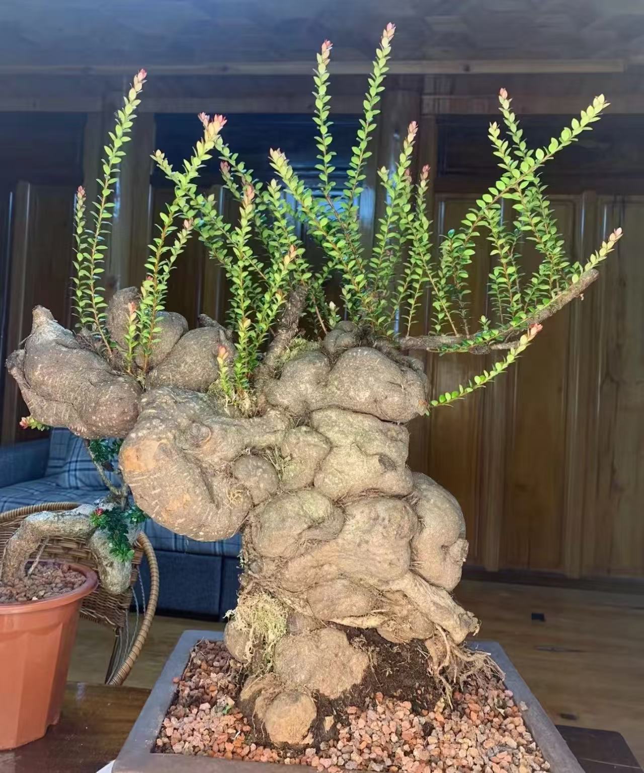 云南网红盆景五翅莓金边大叶桂花香吊金钟