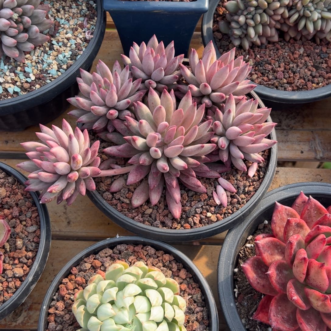 多肉虞美人【非偏远地区满18包邮】